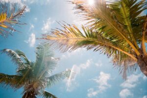 Palm trees in the sun in Florida