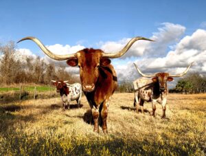 Texas bulls